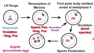 VET ENDO  Follicular Phase Part II  2023 [upl. by Younglove]