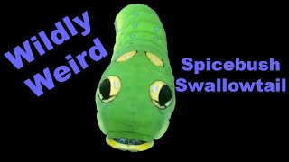 Surprisingly Strange Spicebush Swallowtail [upl. by Helbon333]