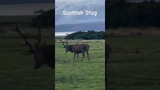 Stag  Isle of Arran rutting stags Stag scottishwildlife wildanimals Scotland wildlife deer [upl. by Laeira]