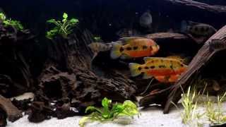 Peaceful five spot jewel cichlid fish tank [upl. by Yatnoj]