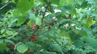 Eat The Weeds Episode 119 The Paper Mulberry [upl. by Anerahs898]