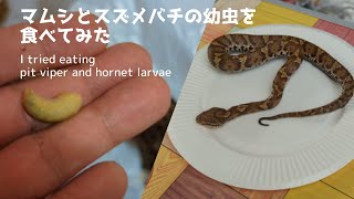 マムシとスズメバチの幼虫を食べてみた！ ｜ I tried eating pit viper and hornet larvae [upl. by Abla]