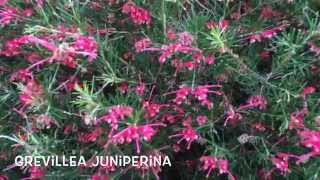 Grevillea juniperina Garden Center online Costa Brava  Girona [upl. by Issor]