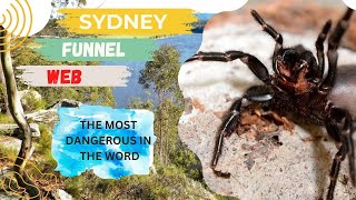 Web Mastery The Deadly Funnel Spider [upl. by Cynthie]