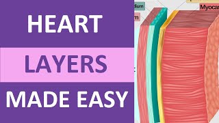 Heart Layers Anatomy Nursing Pericardium Epicardiium Endocardium [upl. by Rettke458]