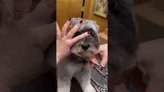 Schnauzer face makeover 🥰 schnauzergroom doggroominglife dogmakeover jessronagrooming [upl. by Nameloc]