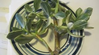 How to grow Crassula from cutting care and tips [upl. by Ichabod]