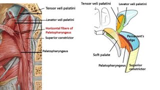 Passavants Ridge Passavant Ridge  Anatomy Location muscle composition and Function [upl. by Aeikan]