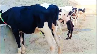 jersey heifers for sale imported heifers latest Rate update imported heifers for saleheifers [upl. by Divan]