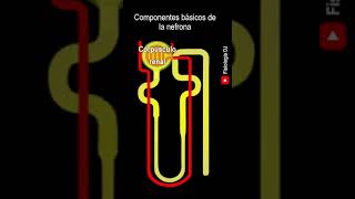 Anatomía del riñón  Nefrona  Nefrona partes y funciones [upl. by Ynamreg]