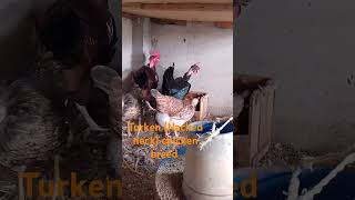 Turken  Nacked neck  chicken  egg laying  chicken nacked turken egg fypシ゚ [upl. by Idelia]