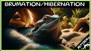 Understanding Brumation and Hibernation in Bearded Dragons [upl. by Janean632]