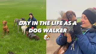 Day in the life as a dog walker  All Paws Outdoors [upl. by Ensoll488]