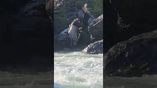 Returning a huge alive salmon caught by fishingI ❤️ salmon fishing Vedder river Canada 🇨🇦 30 [upl. by Anett780]