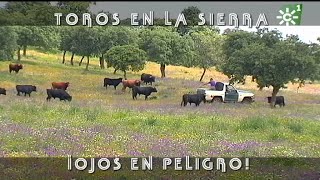 Toros de Sancho Dávila en Sierra Morena peligro en los ojos por las espigas  Toros desde Andalucía [upl. by Darius]