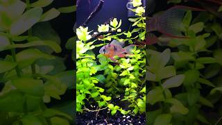 The Bolivian Ram  A Wonderful Community Cichlid🐠 aquarium plantedtank ramcichlid communitytank [upl. by Andrien501]