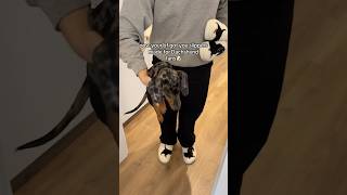 I thought I got a Dachshund but these slippers are so cute🥹🐾 dachshund slippers gift [upl. by Koeppel]