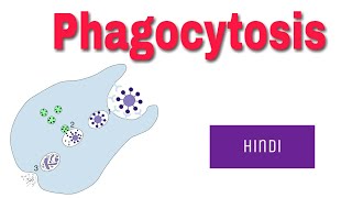 Phagocytosis In Hindi [upl. by Flavian]