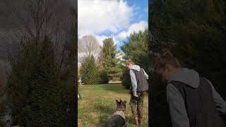 Obedience with Milka workingdogtraining germanshepherd balanceddogtraining [upl. by Ydnys832]