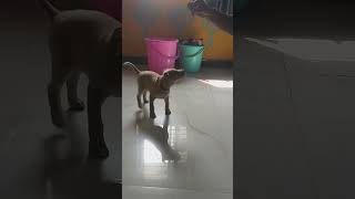 MIMI KA JUMP TRAINING doglover mimi vlog labrador pets cute lovelymimi puppy trending [upl. by Oakman474]