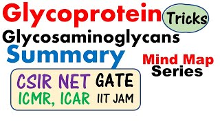 Glycosaminoglycans and glycoprotein biochemistry lecture [upl. by Eahsed837]