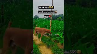 Use headphone 🎧  Janvaro ki bhasha  animals funny videos 🤣funny viral shorts [upl. by Lennahs]