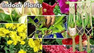 Indoor Plants Purchase Vlog  Best indoor plants for beginners indoor plant nursery zzplants [upl. by Ardnama]