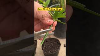 Easy Plant Cutting Grow shortvideo plantcutting cuttinggrow easy shorts gardening farming [upl. by Ramedlaw]