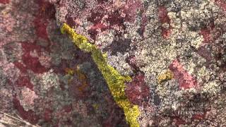 Rock Lichen [upl. by Rumit]