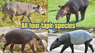 All tapir species Facts amp info [upl. by Irafat]