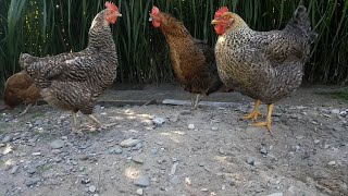 Chickens in the yard [upl. by Enaywd]