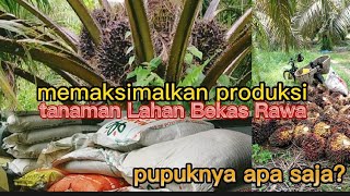 meningkatkan hasil kelapa sawit kebun bekas rawa melalui rotasi pupuk tunggal [upl. by Seem9]