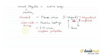 FLAGELLAR MOVEMENT [upl. by Roberts]