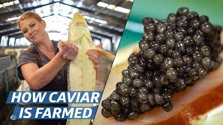 How Russian Sturgeon Caviar Is Farmed and Processed — How To Make It [upl. by Odie463]