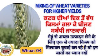 Mixing wheat varieties ਕਣਕ ਦੀਆਂ ਕਿਸਮਾਂ ਰਲਾ ਕੇ ਬੀਜਣ ਵਾਲੇ ਕਿਸਾਨ ਵੀ ਧਿਆਨ ਦੇਣ [upl. by Asoj]