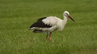 White storks in Denmark Tanja Saksborg Dinesen Jejsing and German ring number 5V064 3 sept 2024 [upl. by Elazaro]