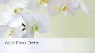 Moth Orchid Phaleanopsis WAFER PAPER TRAILER [upl. by Dachia]