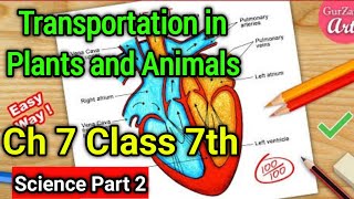 Transportation in Plants and Animals Class 7 Science Chapter 7  NCERT Explanation in Hindi  Part 2 [upl. by Restivo]