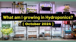 What am I growing  Oct 2024  Aerogarden iDoo LetPot Spider Farmer AHopeGarden RainPoint Mufga [upl. by Hanway]