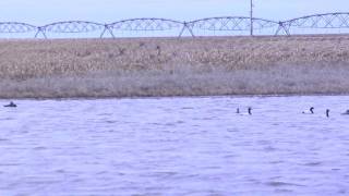 Pintails in Flight [upl. by Keldah815]