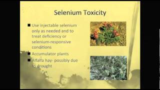 Selenium Toxicity in Horses [upl. by Llennahc]