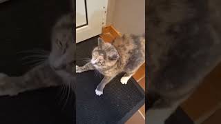 Cute cat shortvideo shortsviral shorts [upl. by Eded400]