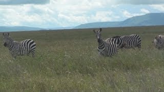 Plains Zebras  Serengeti Africa [upl. by Clapper884]