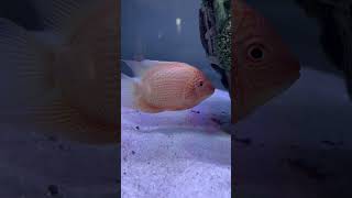 Severum fish 🐠 severumfish severumfishcare severumfishtank fish fishtank aquarium ytshorts [upl. by Duffy]