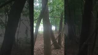 View of a skateboard behind the trees Prospect Park Brooklyn New York USA [upl. by Silera]