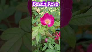 Little Beautiful Beach Rose🥰Rosa RugosaScientific NameShorts [upl. by Anilave]