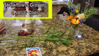 Pros amp Cons of growing Helichrysum for Cut Flower Arrangements  Ep 46 [upl. by Dedric]