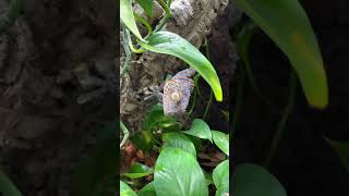 SLOW MOTION TOKAY GECKO LEAPS TOWARDS THE INSECT ON MY HAND shorts [upl. by Baoj]