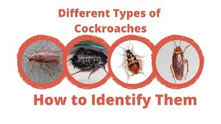 Different Types of Cockroaches  Maggies Farm [upl. by Acilegna]