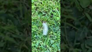 A PALE TUSSOCK IN GARDEN 2 [upl. by Arorua]